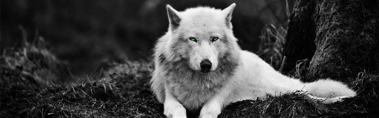 timberwolf_krmivo-granule_pes_obrazek